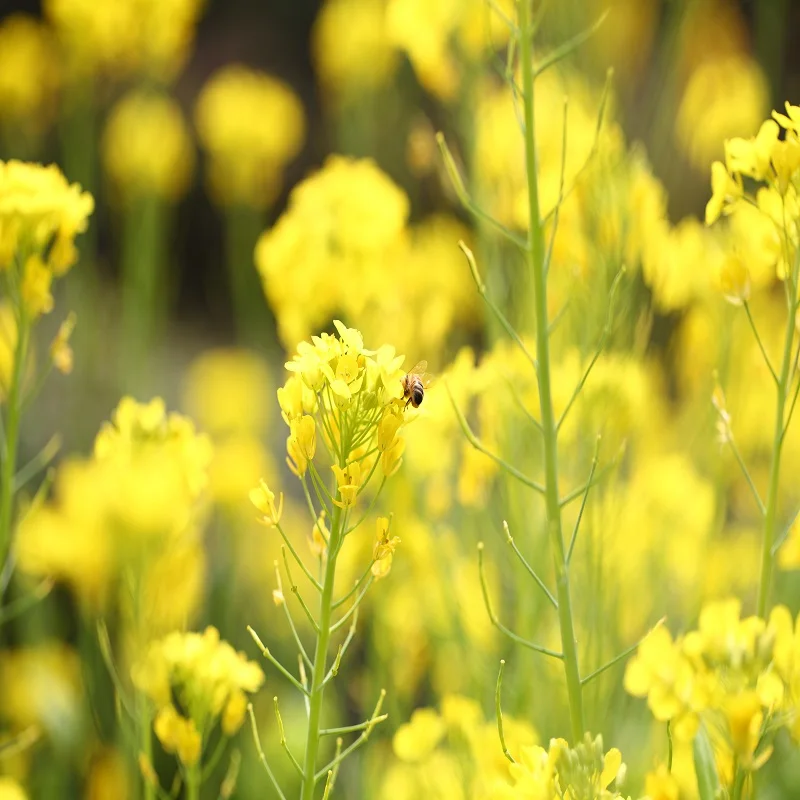 Honey Factory Wholesale Fresh Forest Bulk Raw Bee Honey Organic 100% Chinese Natural Royal Honey a Grade 100% ORIGINAL LANXI 1KG