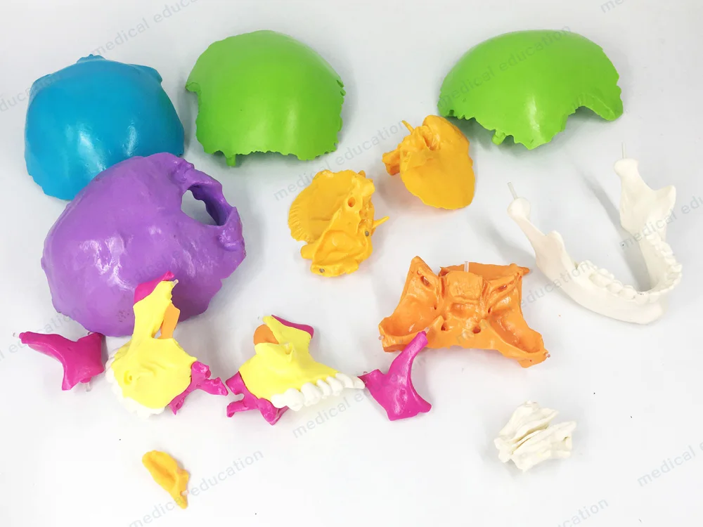 
22-part color separated human skull model , natural size, didactic painted skull 