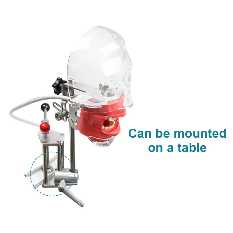 dental equipment Medical Dental Model Simulation Practice Simulator Dental Simulator Phantom Head Model