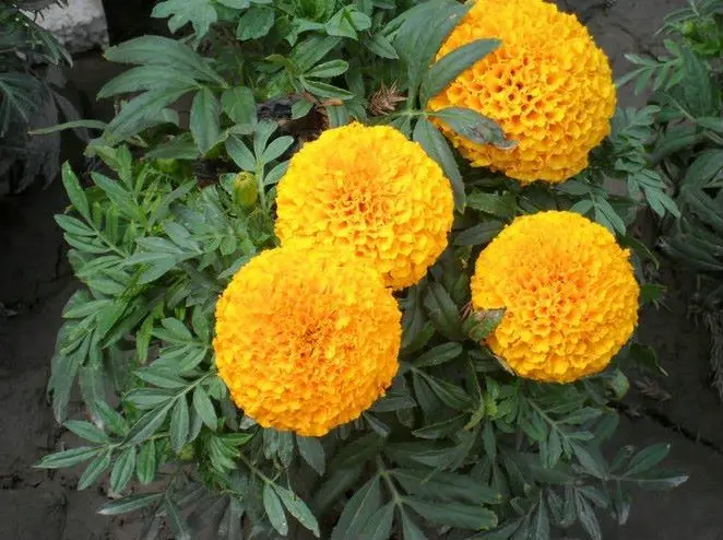 Factory Supply High quality Marigold Seeds for Birds Feeding
