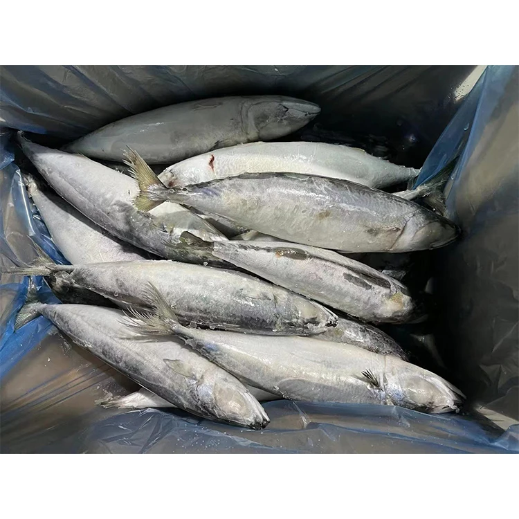 SANFENG SEAFOOD Frozen Pacific Mackerel Fresh Mackerel Sea Fish For Export
