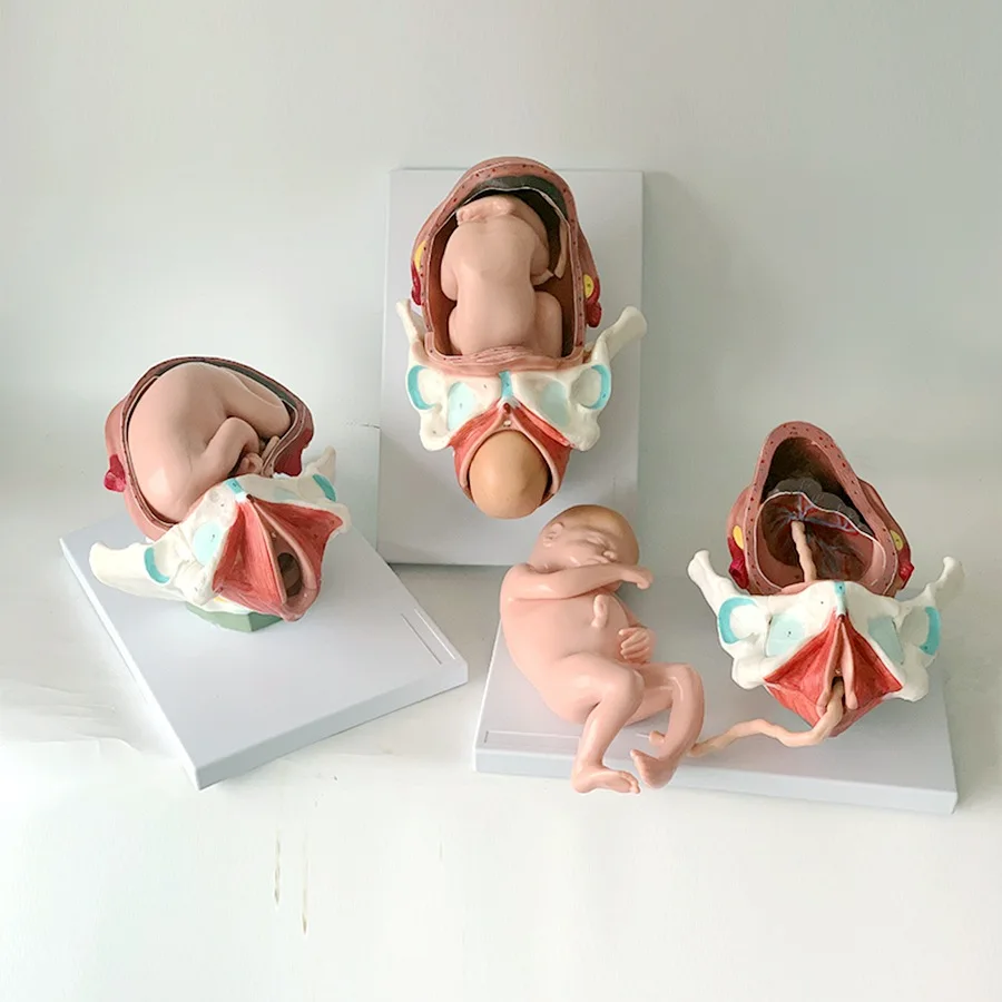 Detachable Anatomical Model of Full-Term Fetal Delivery Neonatal Process
