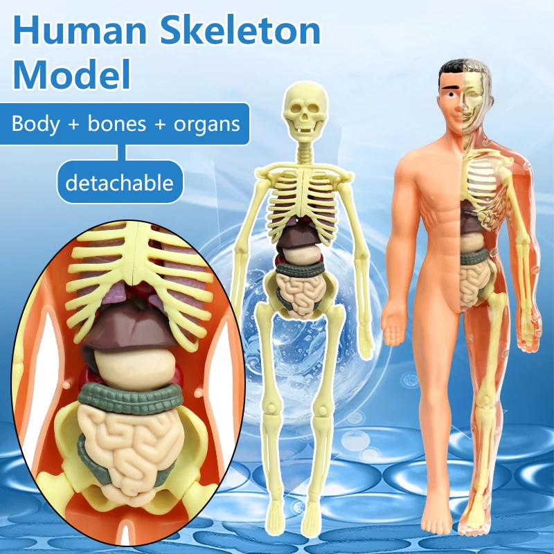 STEM Toy DIY Transparent Human body model for children 28 Pieces human anatomy human body model
