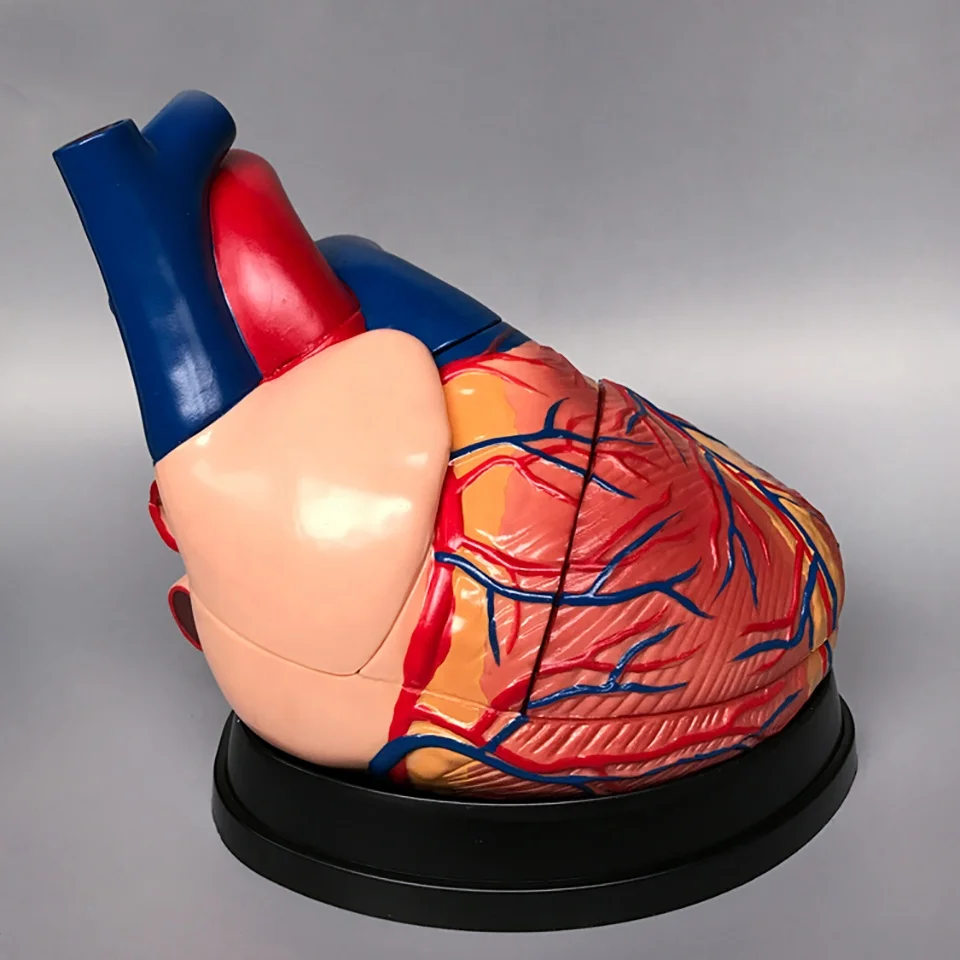 Medical science model Human Heart Model Anatomical enlarged 4 times Model for Science teaching and demonstration