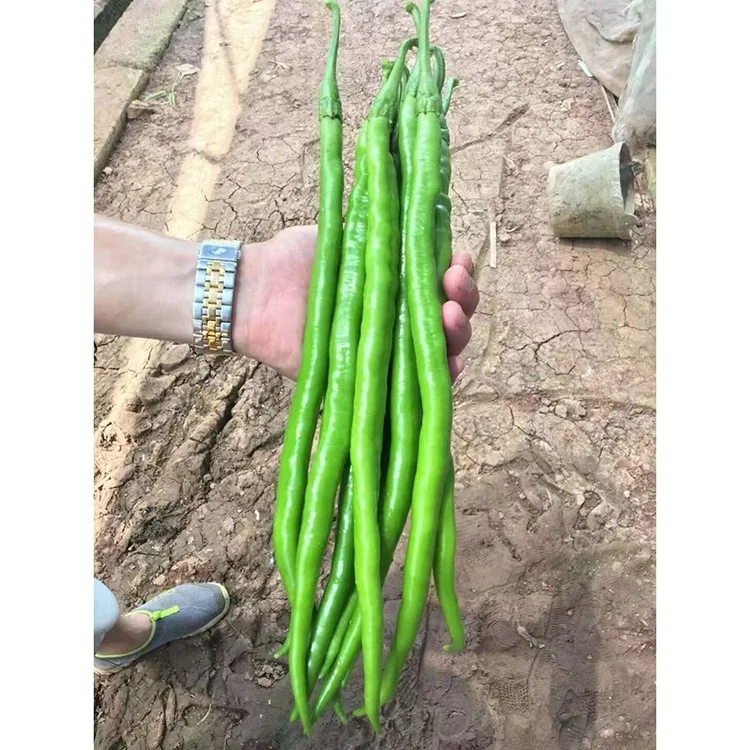 Factory Direct Supply Hybrid F1 Green To Red Hot Red Pepper Seedsot Conditions