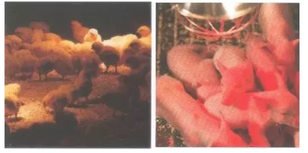 Heating Lamp provides warmth for young animals carbon fiber light