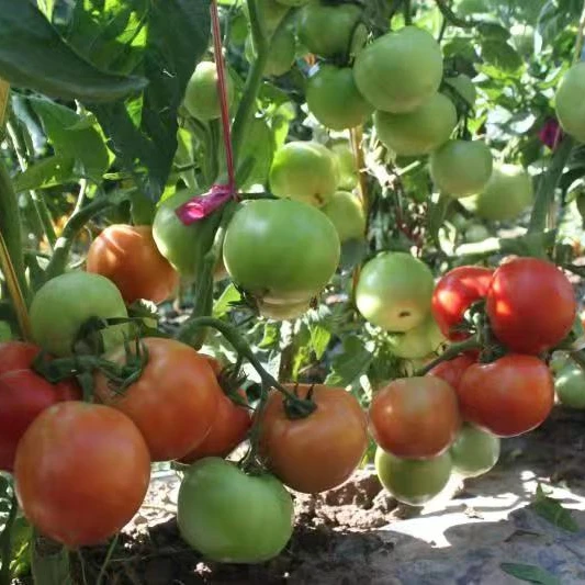 
Suntoday hybrid f1determinate tomato seeds israel 10gr/bag 