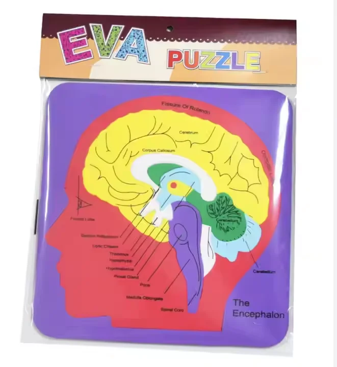 Custom EVA Human Organ Learning Puzzle Soft Rubber Digestive System Simulation Toy for Kids Learning