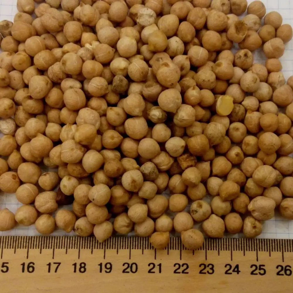 
High quality Russia chickpeas B9 size 6 to 7 mm NON- GMO 