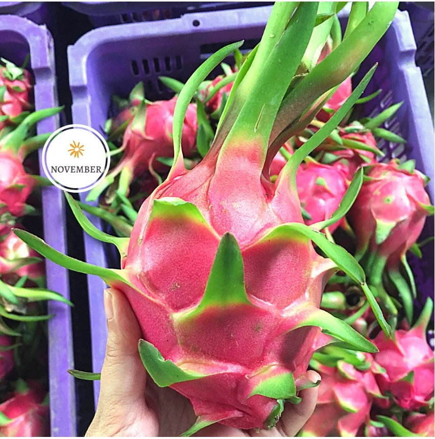 FRESH DRAGON FRUIT EXPORT TO INDIA /+84 901445086