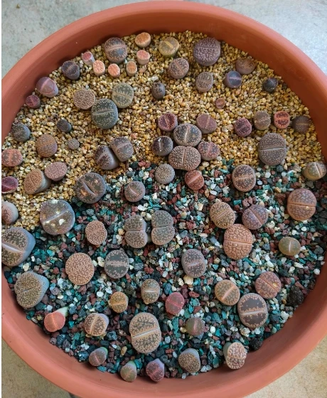 terracotta pot red pottery ceramic clay flower pot breathable tile succulent pot