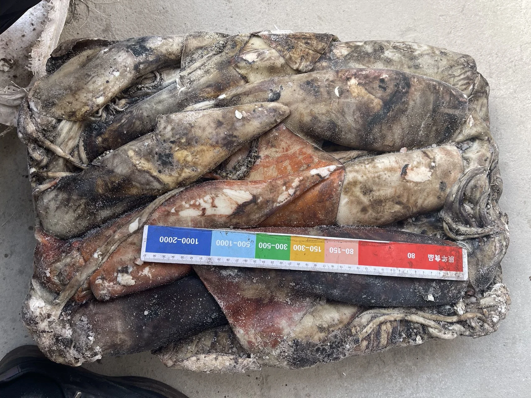 500-1000g Whole Round Squid Dosidicus Gigas Sea Frozen Equator Squid