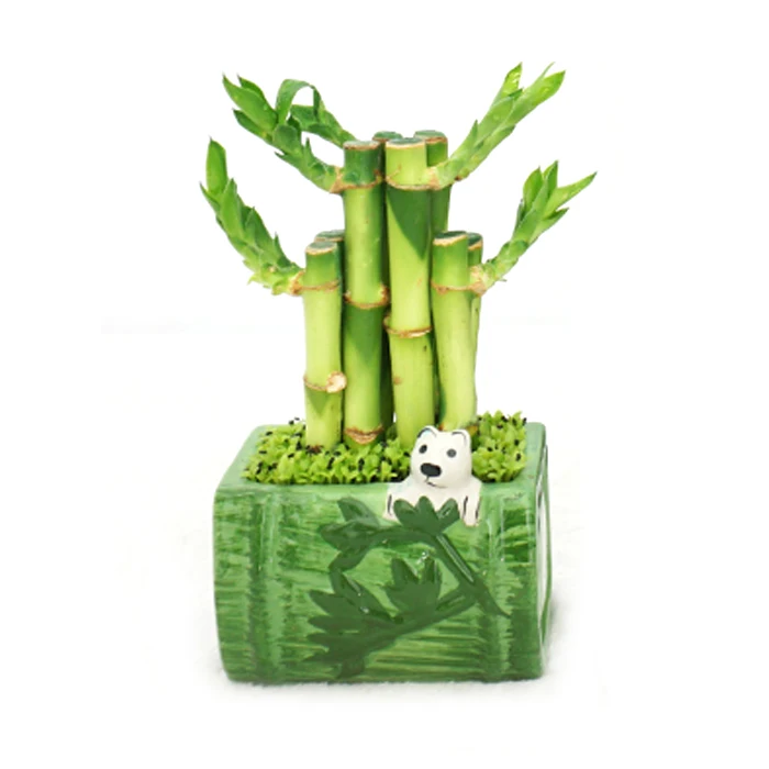 
Cheap wholesale ornamental green foliage plant Straight lucky bamboo 10cm-110cm Dracaena sanderiana 