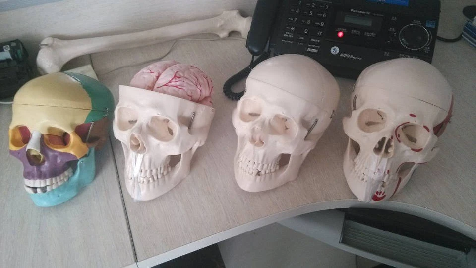 Манекен голова Череп Скелет человеческий череп модель усовершенствованная анатомическая пластиковая Миниатюрная человеческого черепа