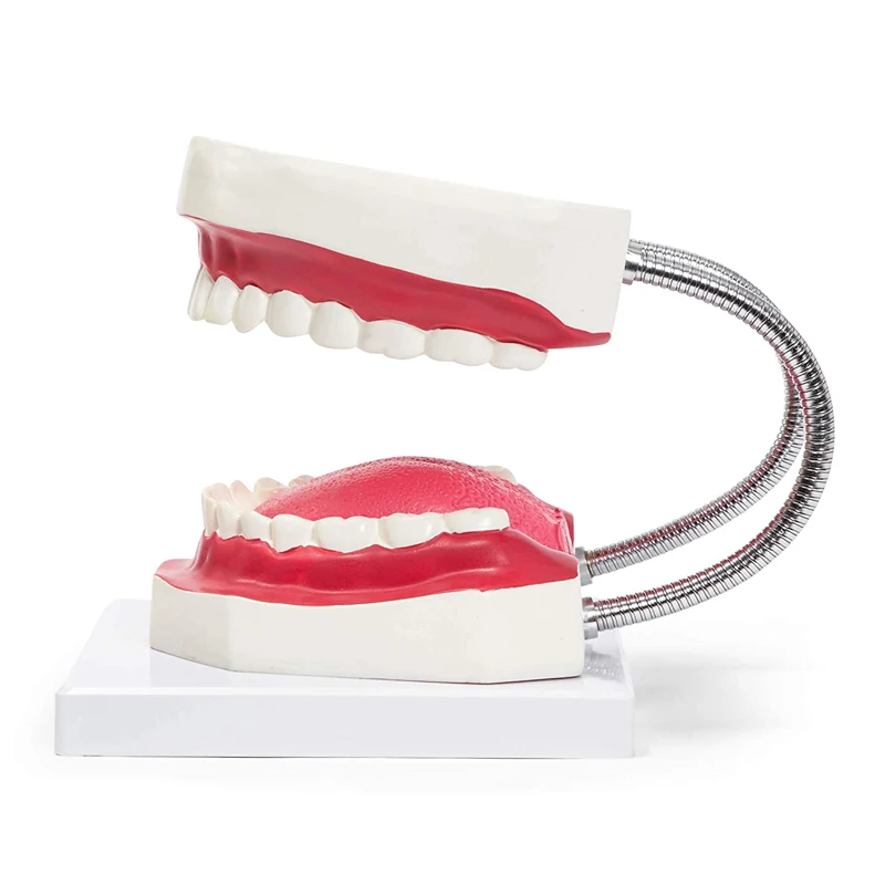 Kindergarten Medical Teaching Used Children Brush Teeth Toy Dental Care Model