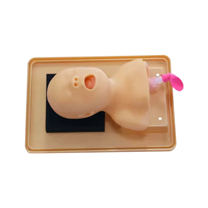ADA-J2A PVC Anatomical Model Neonate Head for Trachea Intubation Training Nursing and Medical Science Use