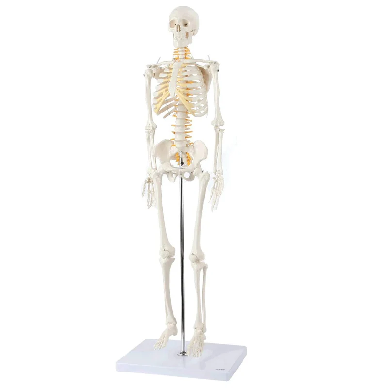 Новая цветная модель скелета 180 см для анатомии человека оригинальная из ПВХ в натуральную величину