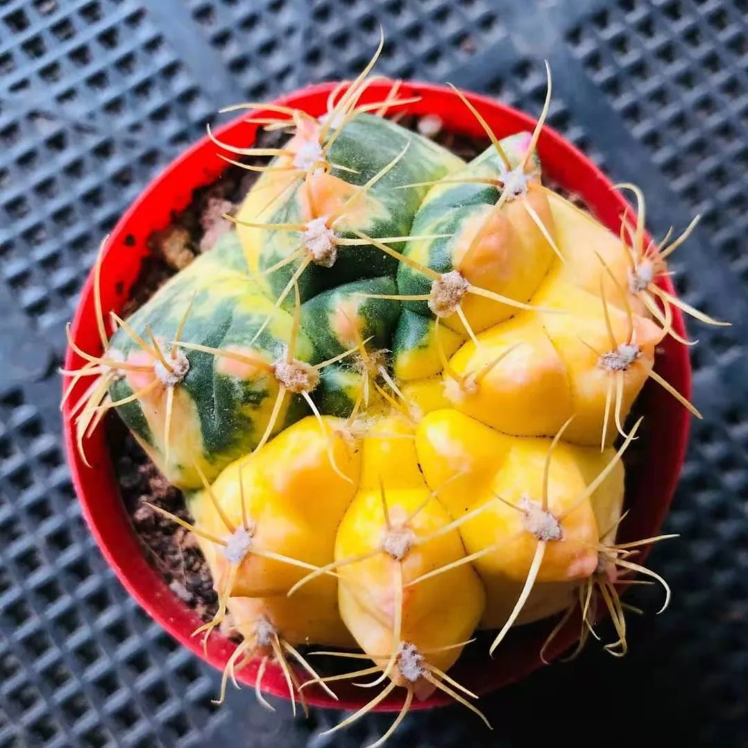 
Succulent plants wholesale sea Wang Jin cactus 6 cm or so take root potted plant radiation protection 