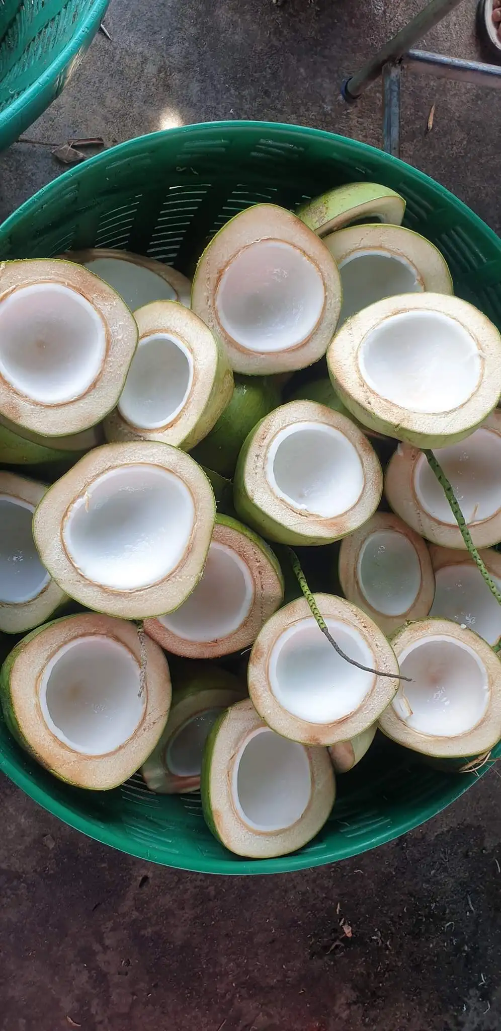 Wholesale Frozen Coconut Meat from Vietnam Cut 1/8 Coconut Meat In Chunk - WHATSAPP 0084 989 322607