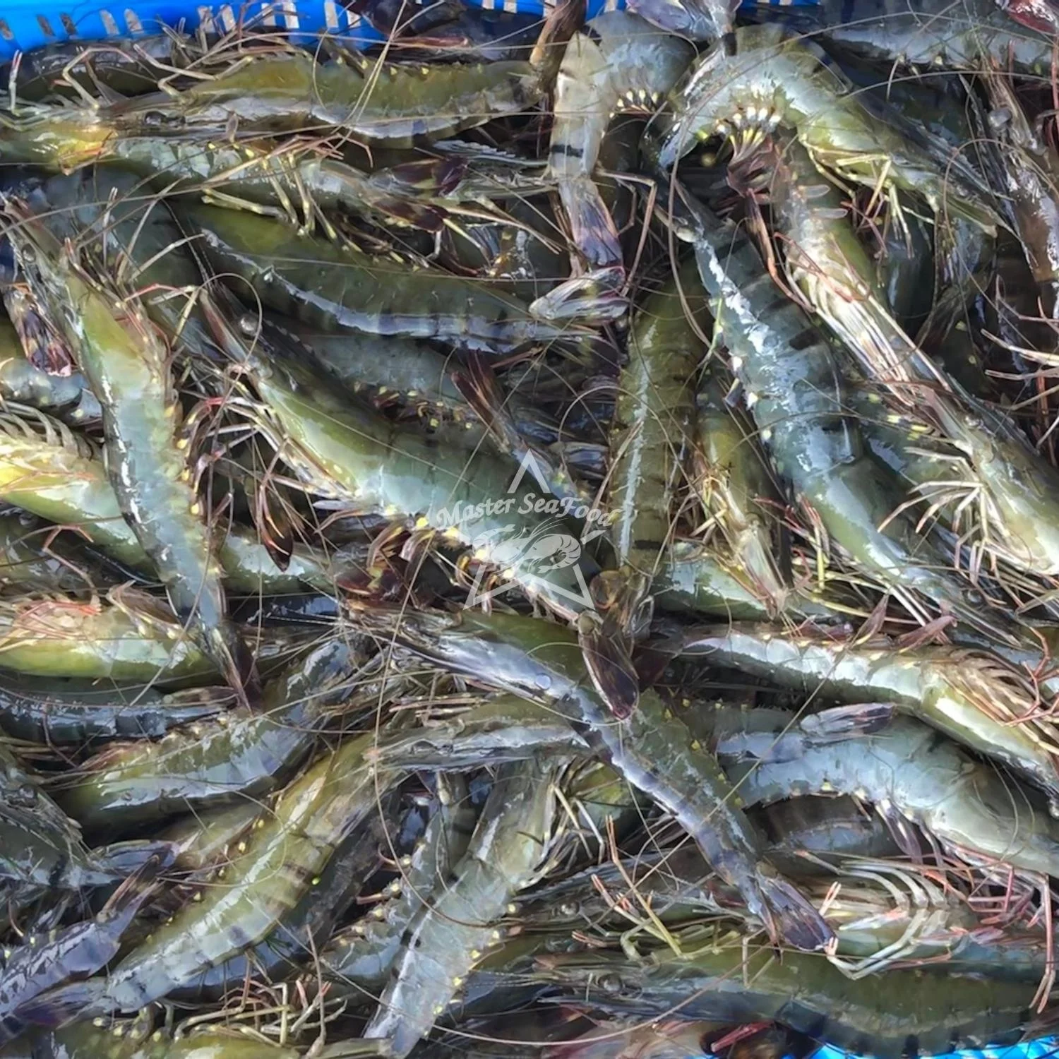 Black Tiger Shrimps Fresh Head On Shell On Net Weight Net Count Custom Packing Best Quality Size U-20 Master Seafood Product