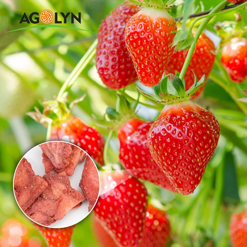 High Nutrition Sweet Freeze Dried Whole