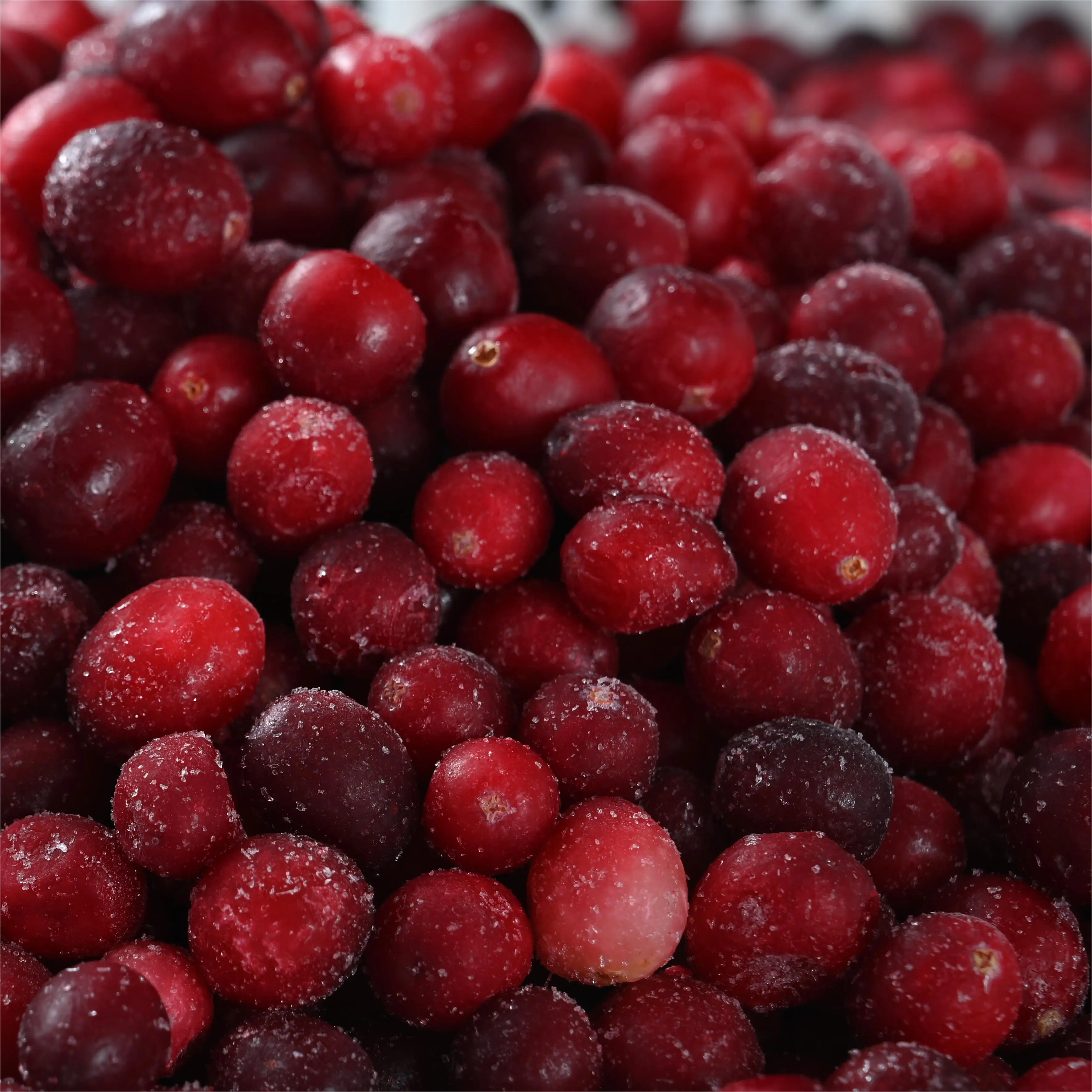 factory direct export frozen cranberry wholesale frozen cranberries