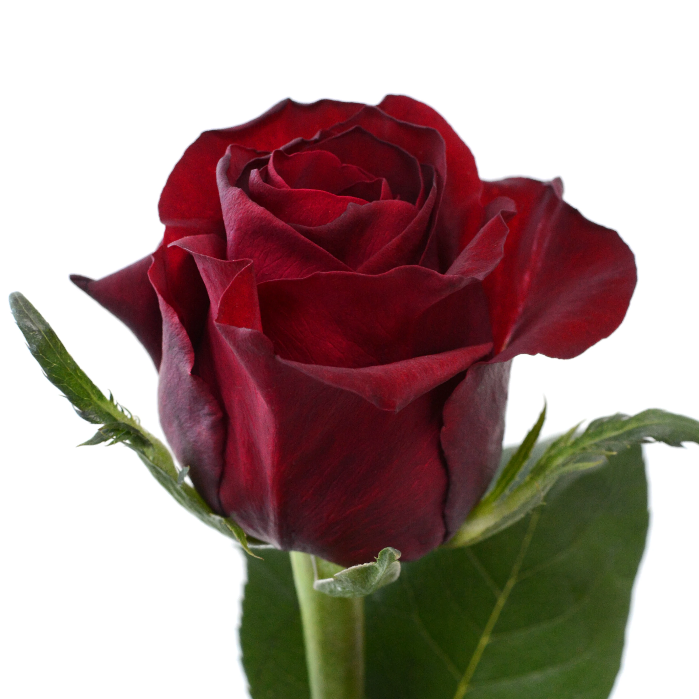 Christmas Flowers Kenyan Fresh Cut Rose Red large headed 62cm stem wholesale retail fresh cut flower bunch Christmas flowers
