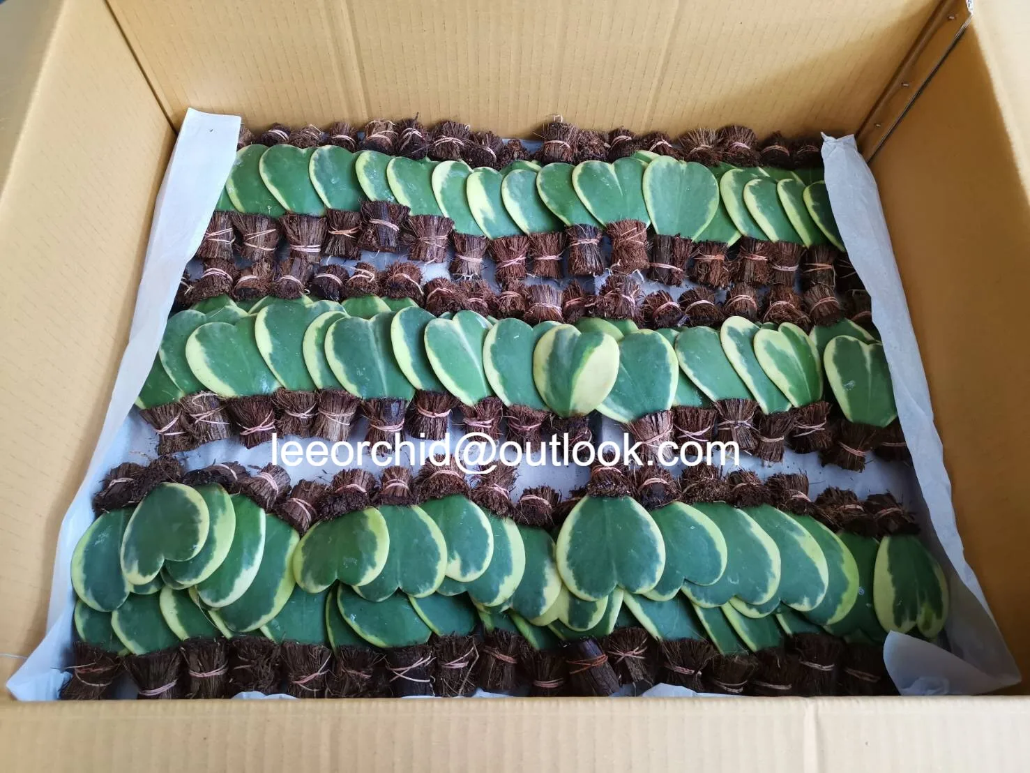 
Hoya Kerrii Sweetheart Plant Two Tone 