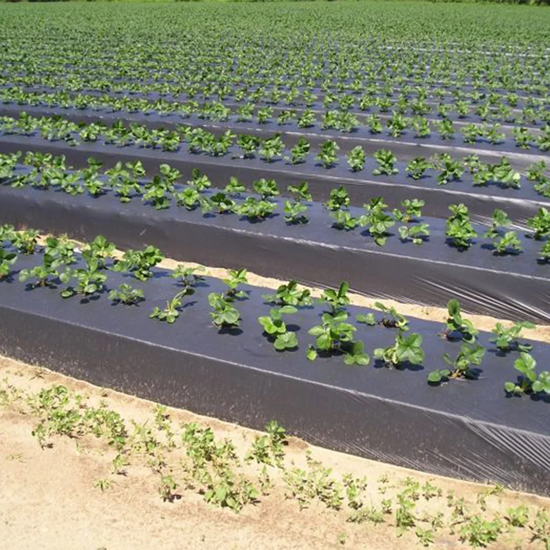 mulch film plastic mulch greenhouse plastic