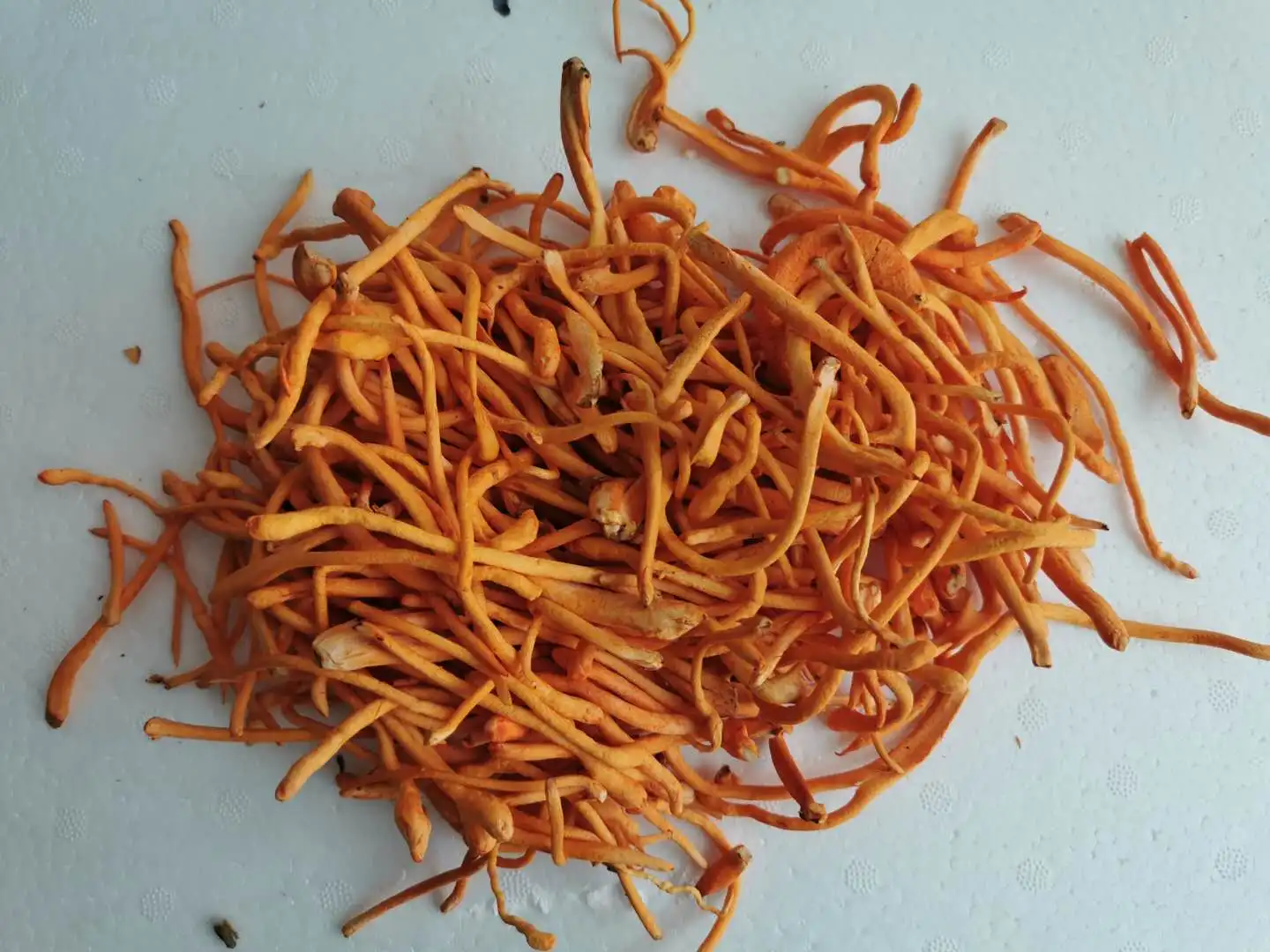 DETAN Premium High Quality  Edible Factory Growing Fresh Cordyceps Militaris Mushroom Wholesale Price