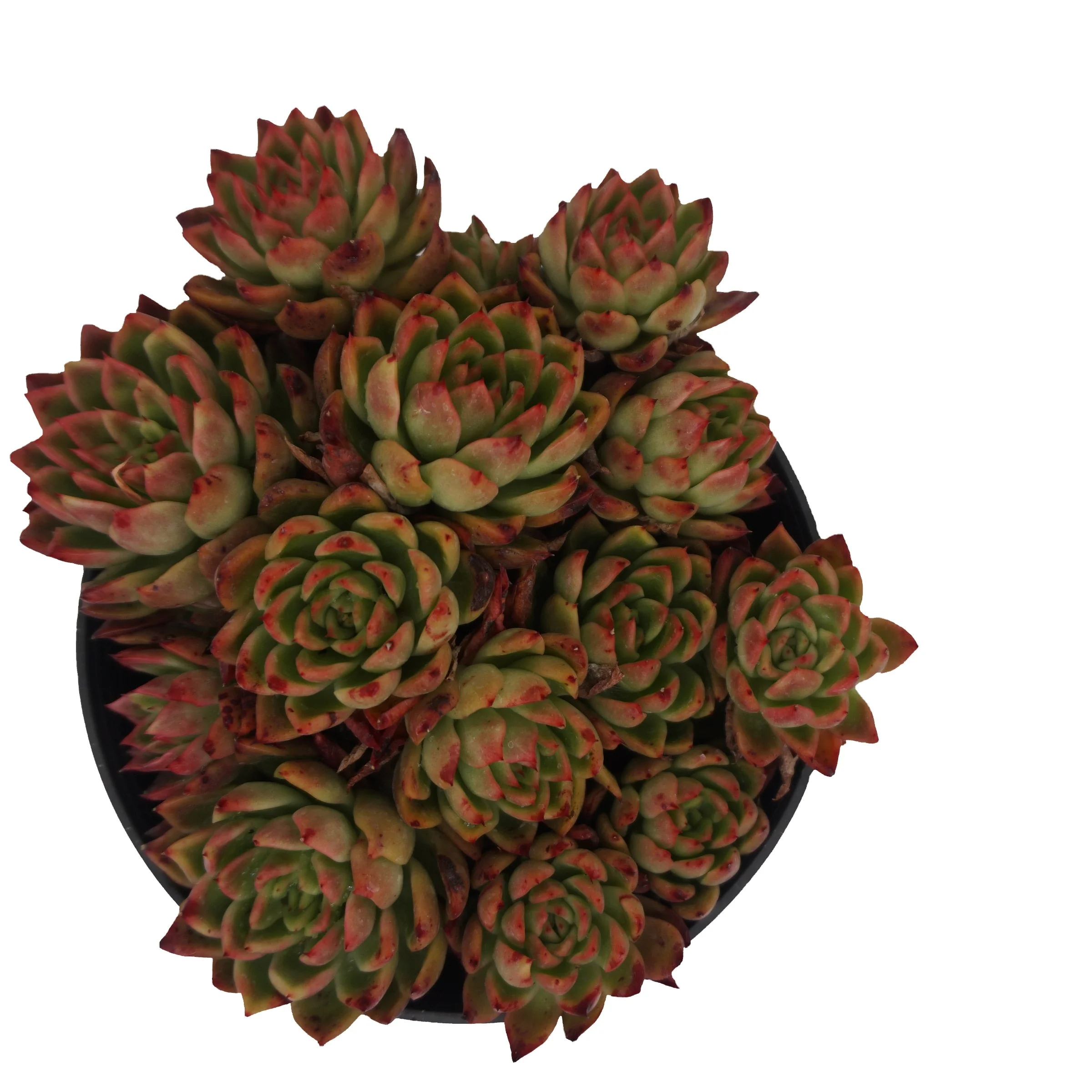 
Natural echeveria variegated succulent plant wholesale succulents live plants for living room decoration 