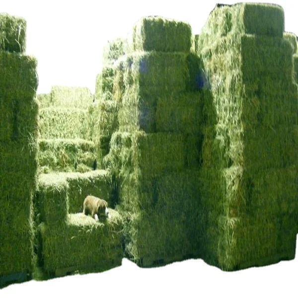 Альфальфа, Альфальфа для крупного рогатого скота, Альфальфа из Таиланда, лучшее качество