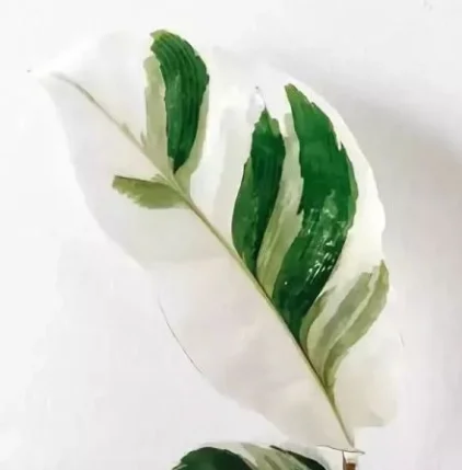 
Live plants wholesale price fusion white natural plants 