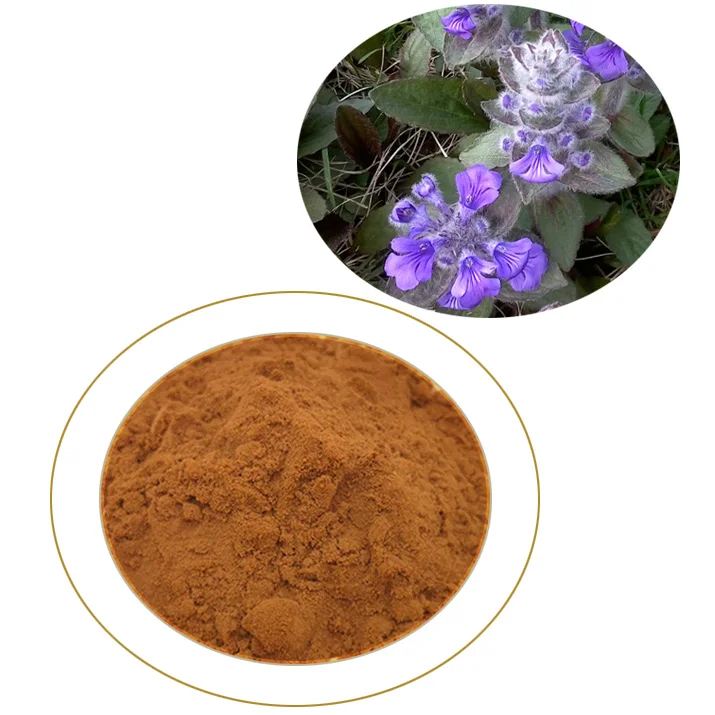 Decumbent Bugle carpet bugle extract  tukestone  POWDER