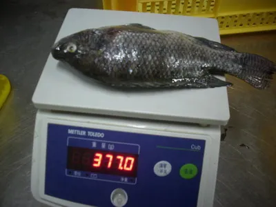
china farming high quality live tilapia fish 
