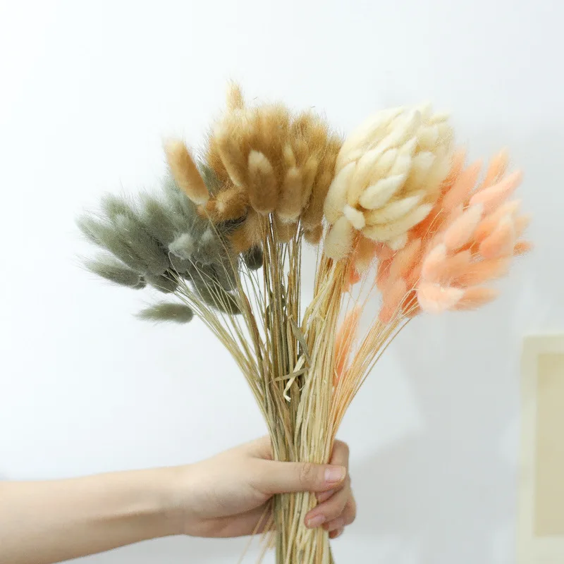 Decoration Dry flower arrangements small bunny tail pampass grass bunny tail dried flower and plants dried flowers for bouquet