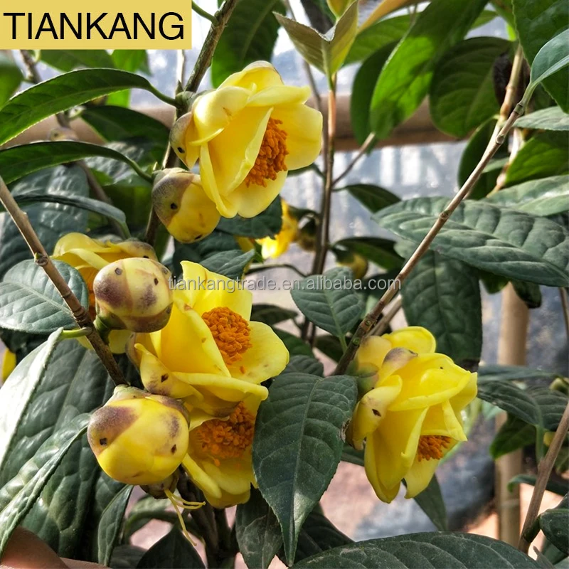 High Quality  Dried Golden Camellia Flower Flower