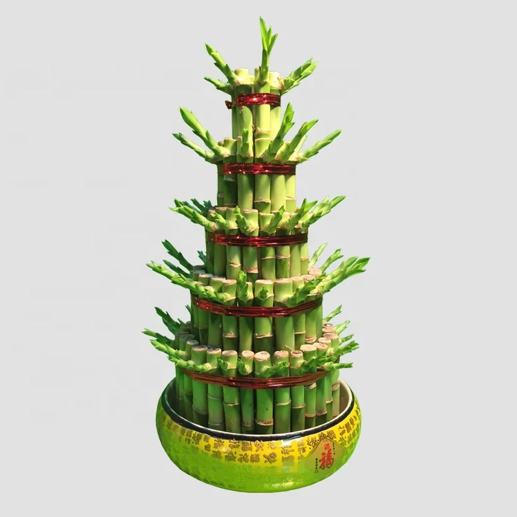 gardening  lucky bamboo bonsai plants