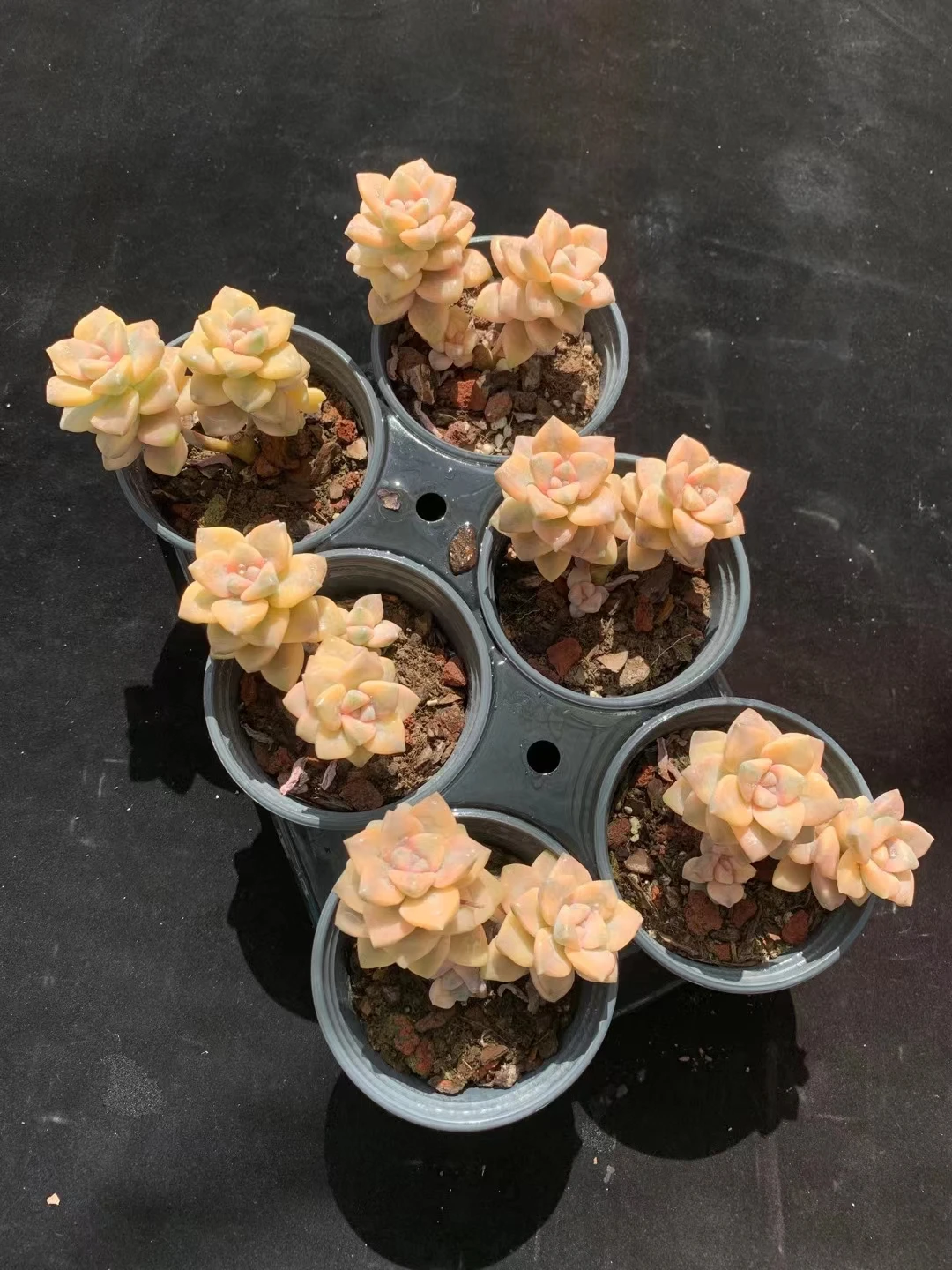 
wy47 Echeveria Titubans Variegated Cluster Natural Succulents Woody Plants indoor plant ornamental plants Flower 