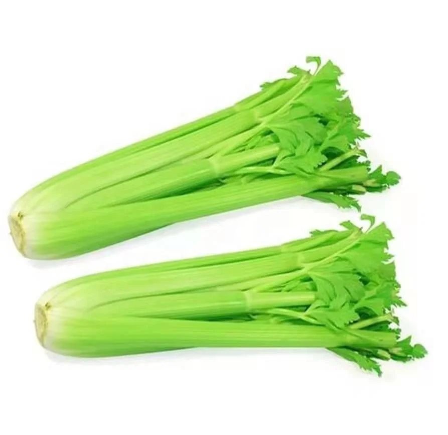 2021 new crop  Fresh Green Celery from China wholesale celery with low price hot sale Chinese celery