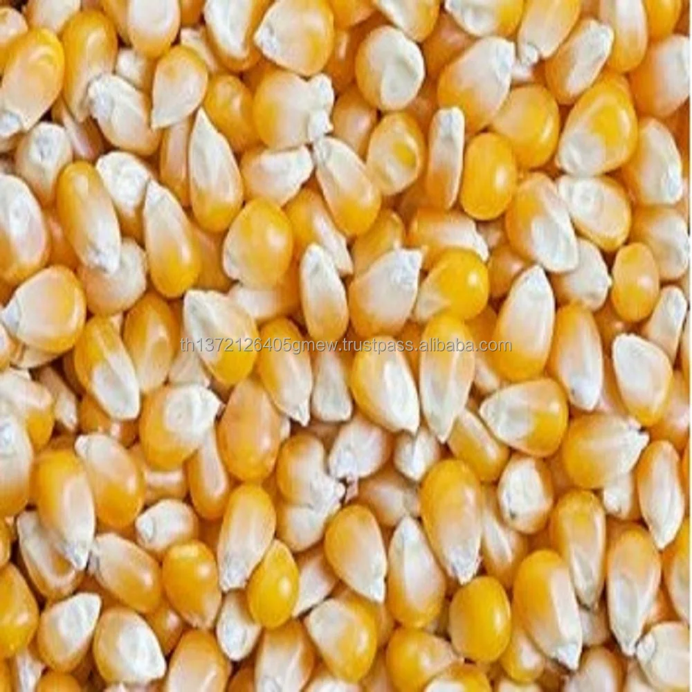 
Yellow Corn Maize in thailandSweet Yellow Corn, 