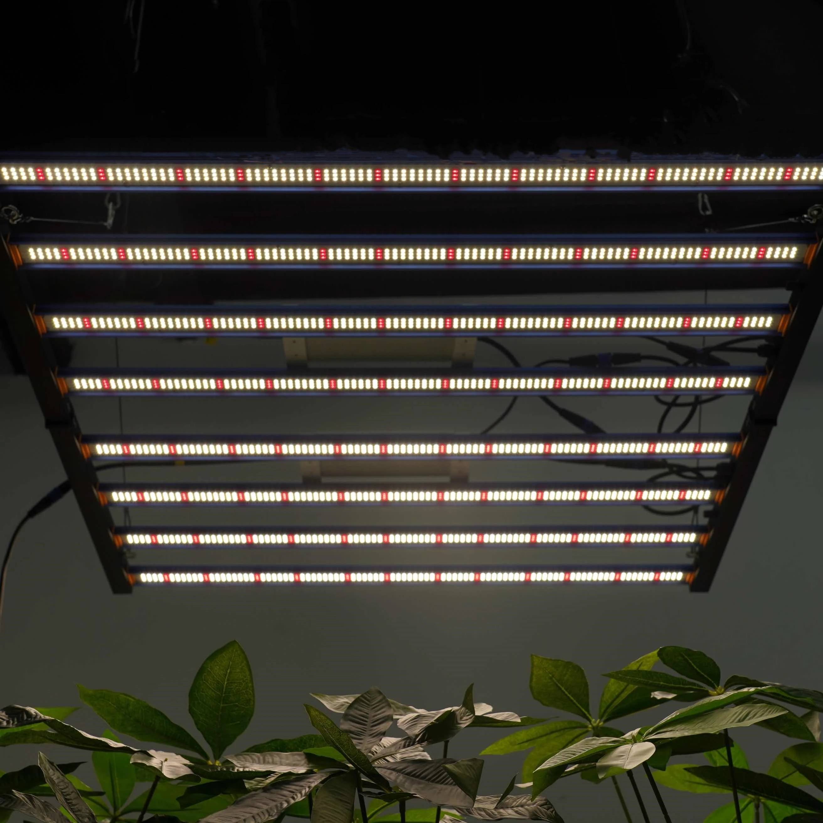 Meijiu Лидер продаж 1988 пользовательские Samsung Lm301B/H фитолампы 650 Вт 800 1000 оборудование для садоводства в сборе Светодиодные светильники выращивания