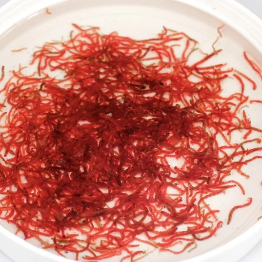 frozen bloodworm aquarium fish food frozen blood worms
