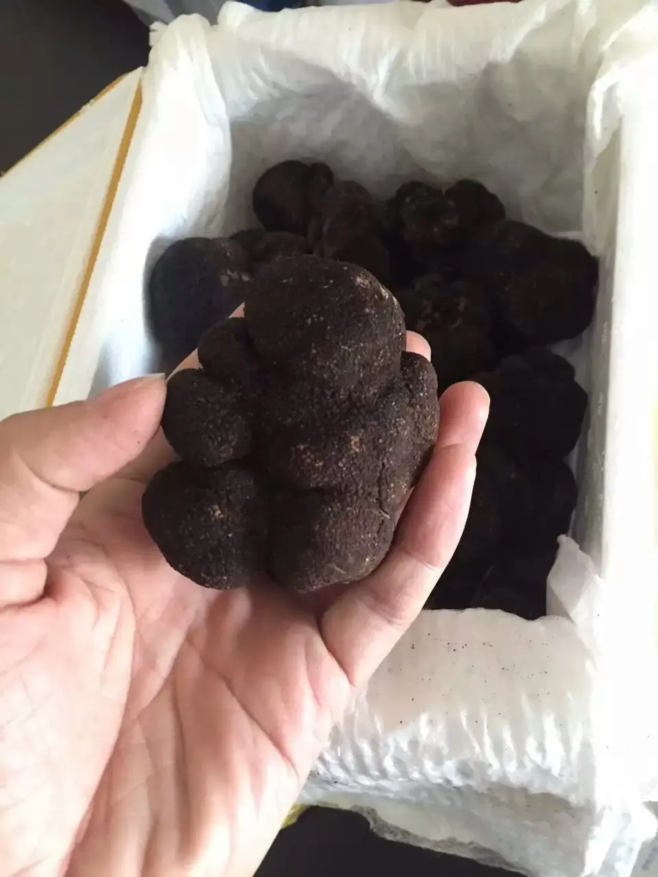 detan Fresh black truffle Yunnan forest wild truffle mushroom