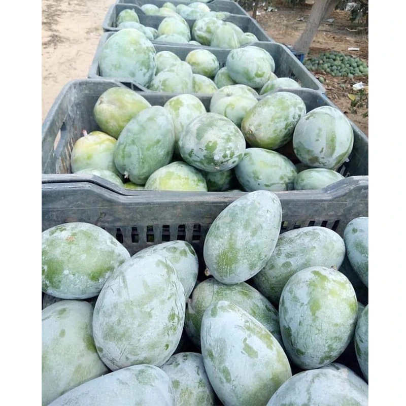 
Wholesale High Quality Natural Fresh Fruit Mango Fresh From Egypt 