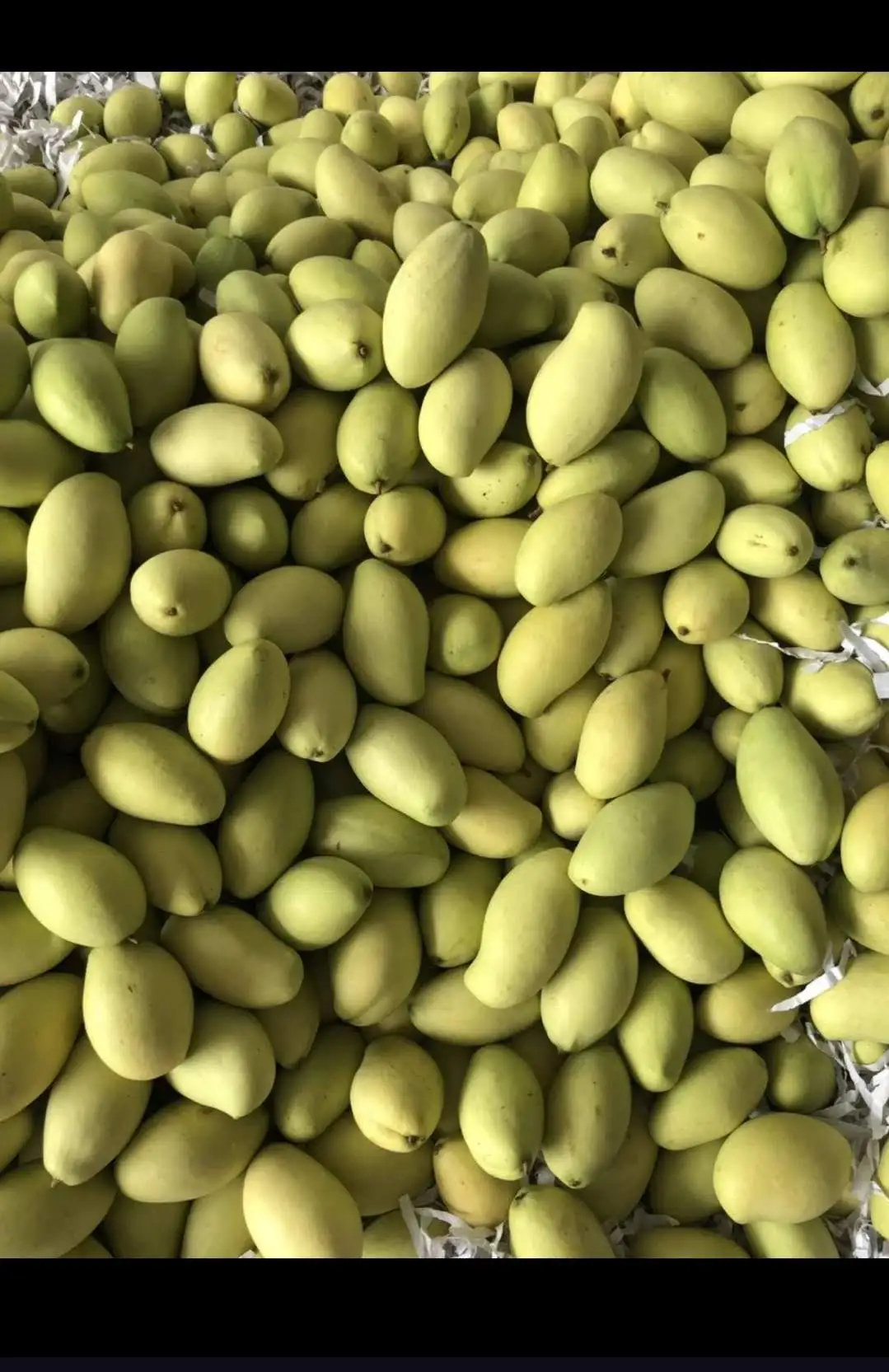 Best Price The Exporter Fresh Mango Have Carton Packaging Best Recommend From Vietnam