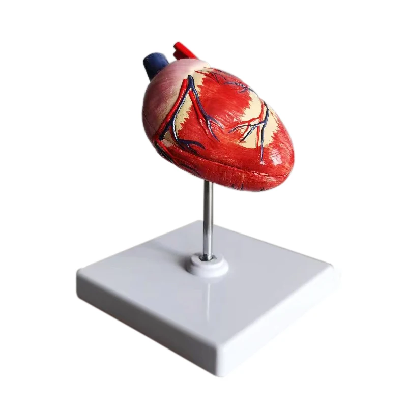 medical science dog  heart anatomy model for medical Teaching