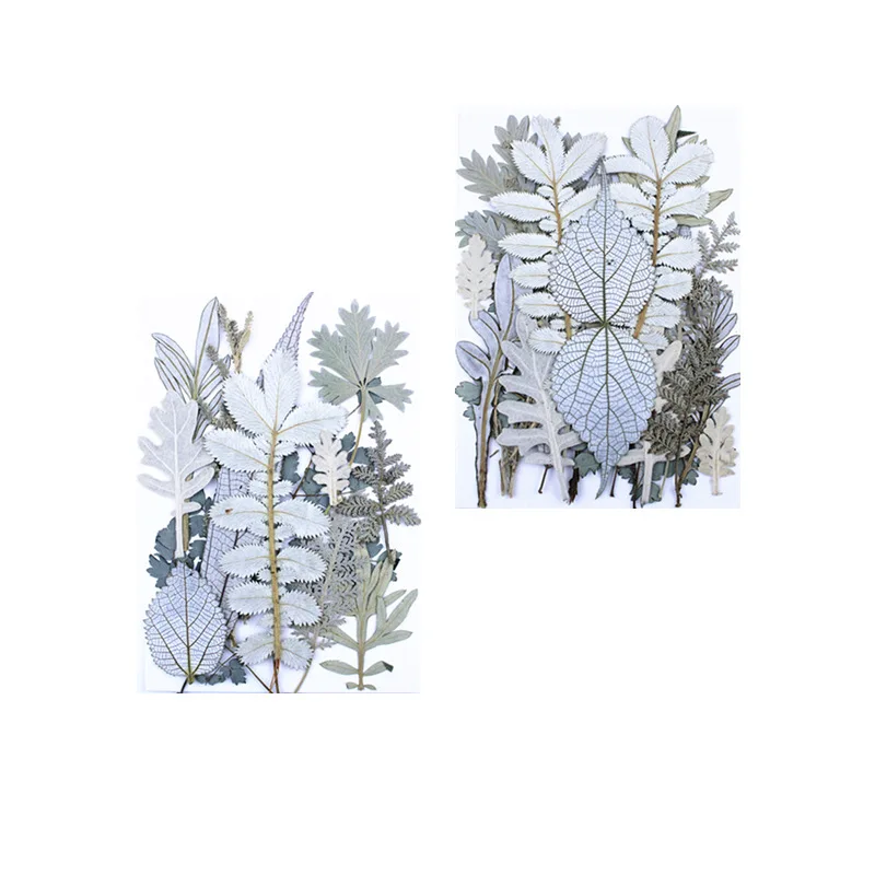 Wholesale Nordic Style White Color Forest Themed Natural Dry Pressed Flowers for Resin Decoration