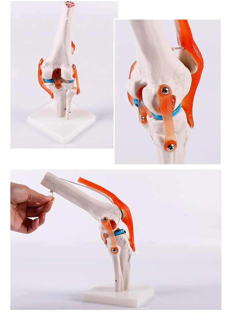 BIX-A1025 Artificial Natural size anatomical skeleton model, human knee joint model