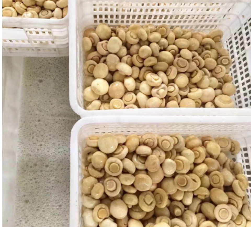 Mushroom whole and slices in plastic drum
